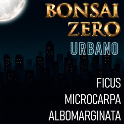Bonsai Zero URBANO Ficus...