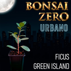 Bonsai Zero URBANO Ficus...