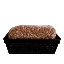 Bonsai Zero URBANO Ficus Ingens (PREVENTA)