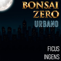 Bonsai Zero URBANO Ficus...