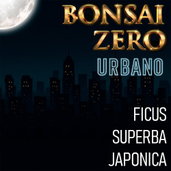 Bonsai Zero URBANO Ficus...