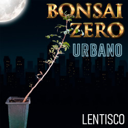 Bonsai Zero URBANO Lentisco