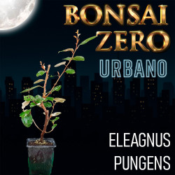 Bonsai Zero URBANO Eleagnus...