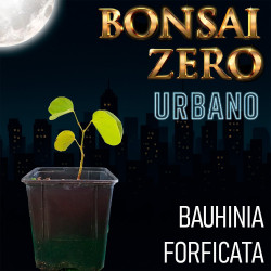 Bonsai Zero URBANO Bauhinia...