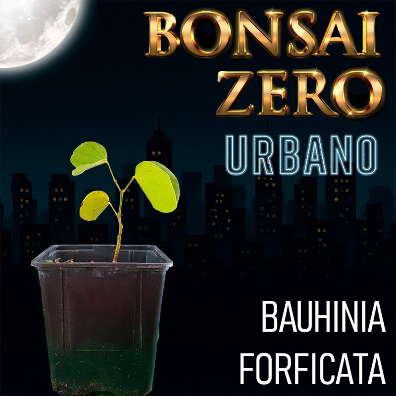 Bonsai Zero URBANO Bauhinia Forficata