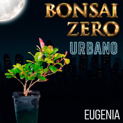 Bonsai Zero URBANO Eugenia