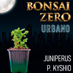 Bonsai Zero URBANO...