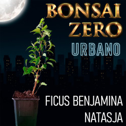 Bonsai Zero URBANO Ficus...