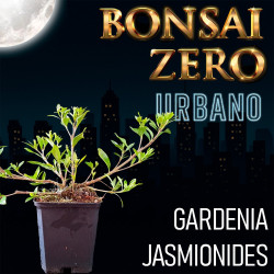 Bonsai Zero URBANO Gardenia...
