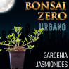Bonsai Zero URBANO Gardenia Jasminoides