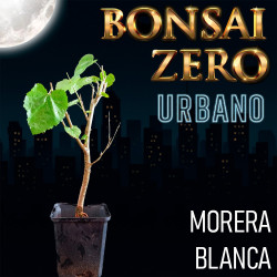 Bonsai Zero URBANO Morera...