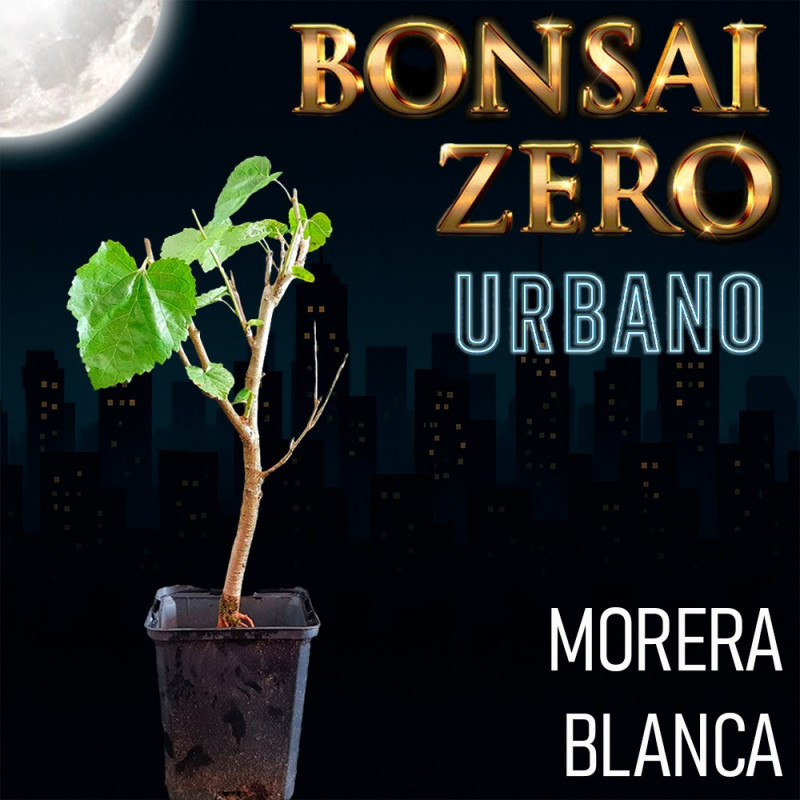 Bonsai Zero URBANO Morera Blanca
