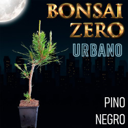 Bonsai Zero URBANO Pinus...