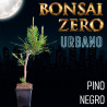 Bonsai Zero URBANO Pinus Thunbergii