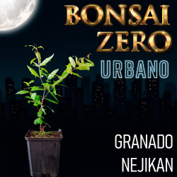 Bonsai Zero URBANO Granado...