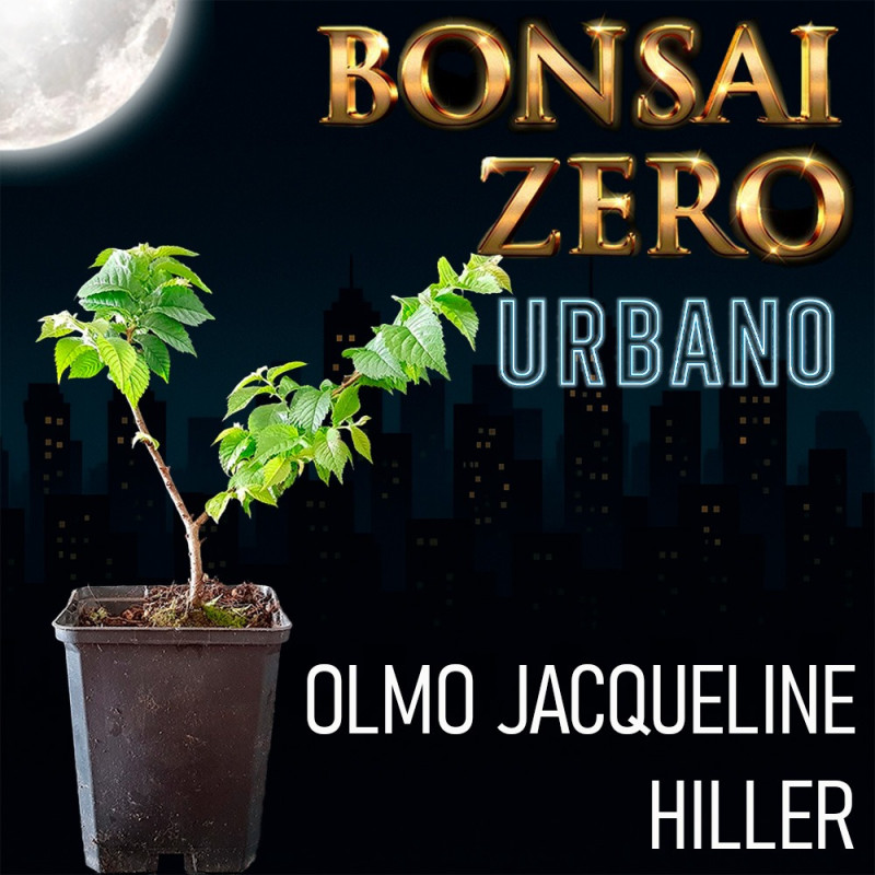 Bonsai Zero URBANO Olmo Jacqueline Hiller