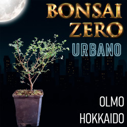 Bonsai Zero URBANO Olmo...