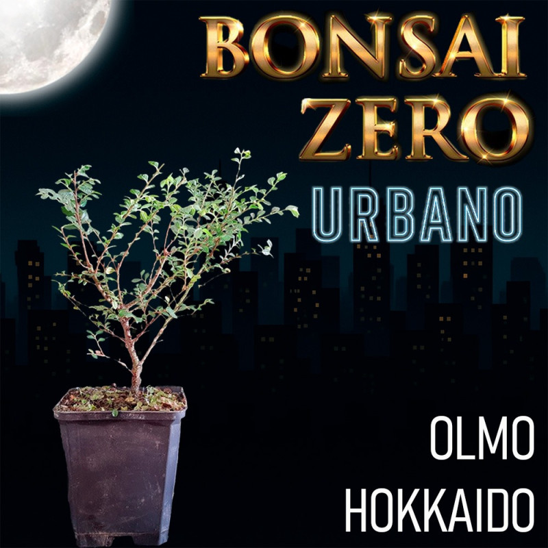 Bonsai Zero URBANO Olmo Hokkaido "Seiju"