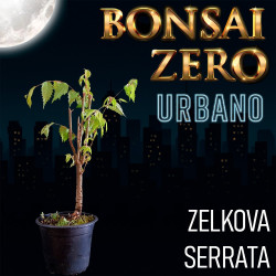 Bonsai Zero URBANO Zelkova...