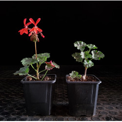 Geranio mini (flor roja)