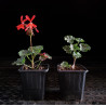 Geranio mini (flor roja)