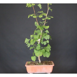 Ginkgo Biloba 690777