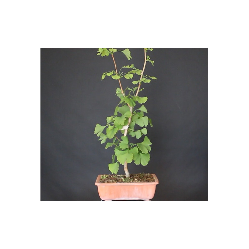Ginkgo Biloba 690777