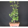 Ginkgo Biloba 690777