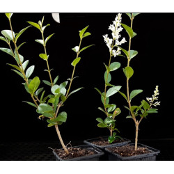 Ligustrum