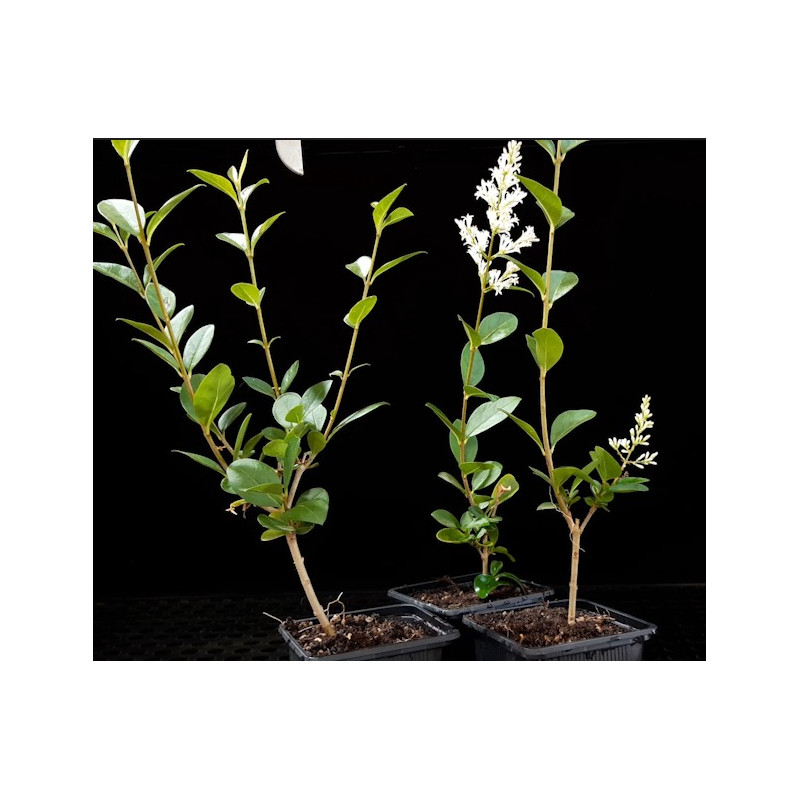 Ligustrum