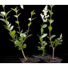 Ligustrum