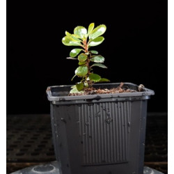Escallonia