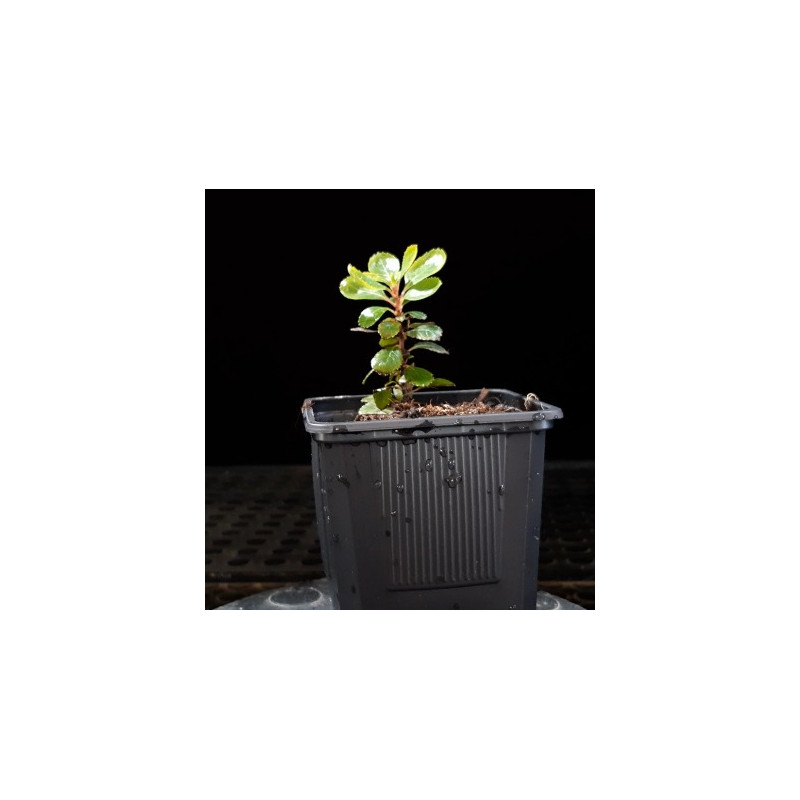 Escallonia