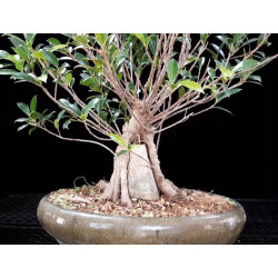 Ficus fusión