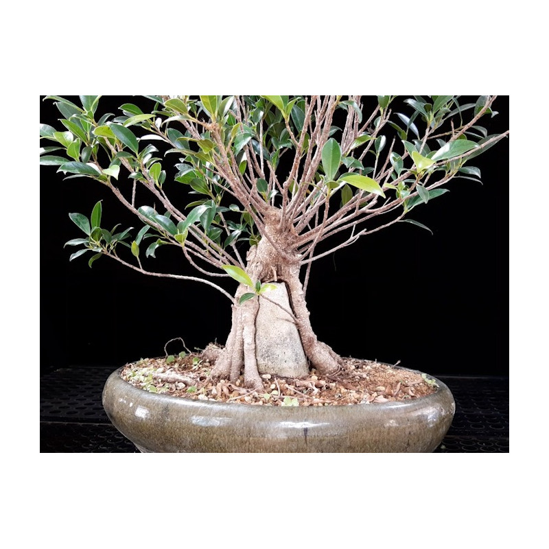 Ficus fusión