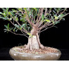 Ficus fusión