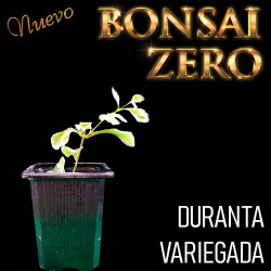 Kit Budasai Bonsai Zero...