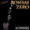 Kit Ishitsuki Bonsai Zero Alcornoque
