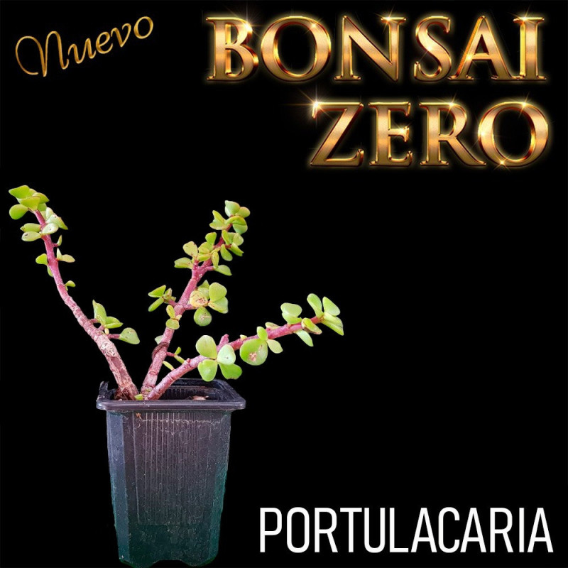 Kit Budasai Bonsai Zero Portulacaria Afra