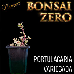 Kit Budasai Bonsai Zero...