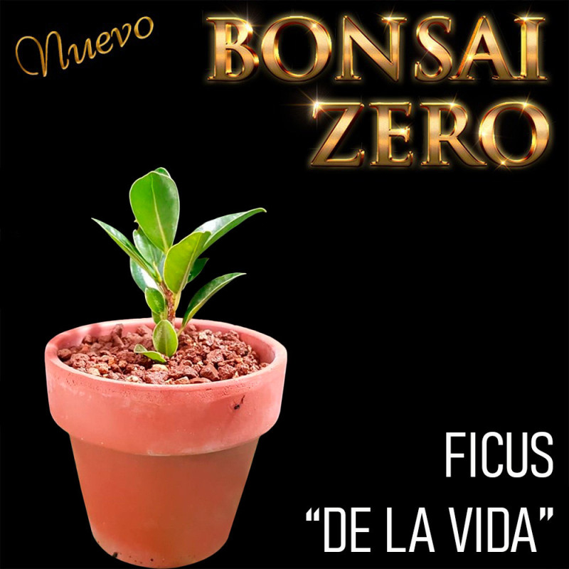 Kit Ishitsuki Bonsai Zero Ficus Árbol de la Vida (con certificado)