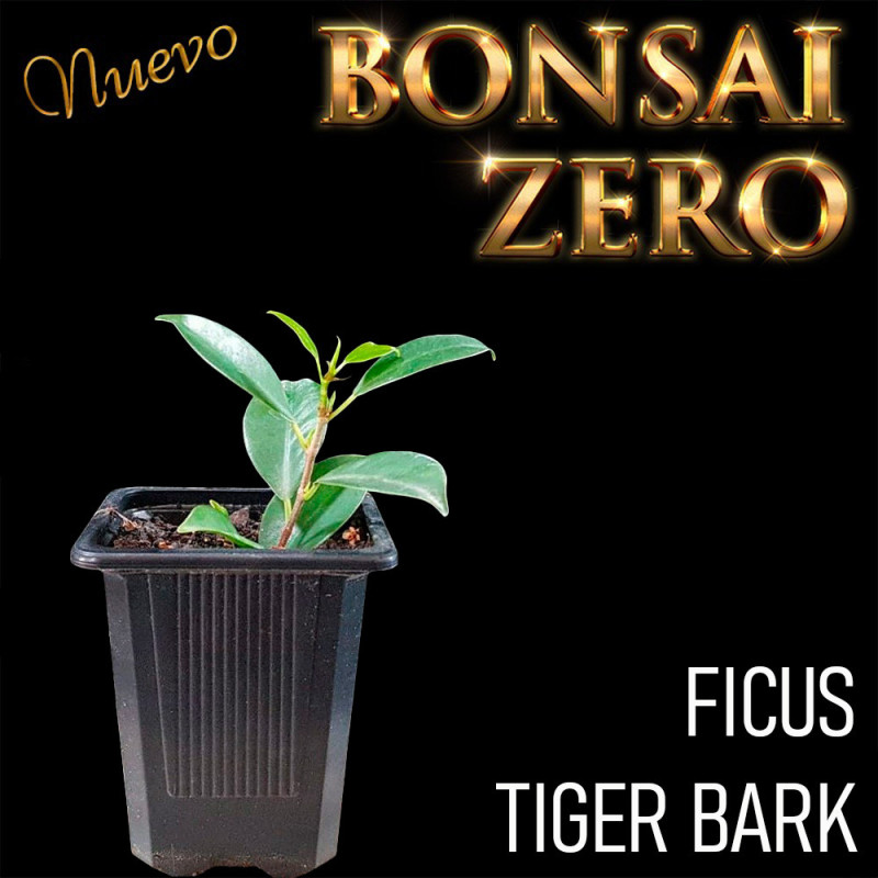 Kit Ishitsuki Bonsai Zero Ficus Tiger Bark