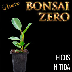 Kit Ishitsuki Bonsai Zero...