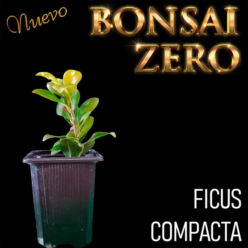 Kit Ishitsuki Bonsai Zero Ficus Compacta