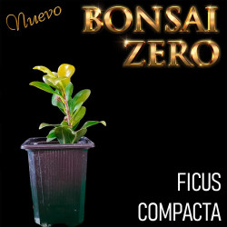 Kit Budasai Bonsai Zero...