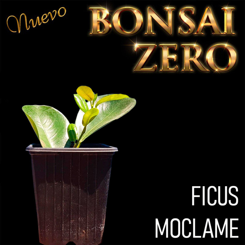 Kit Ishitsuki Bonsai Zero Ficus Moclame
