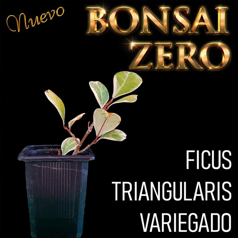 Kit Ishitsuki Bonsai Zero Ficus Triangularis Variegado