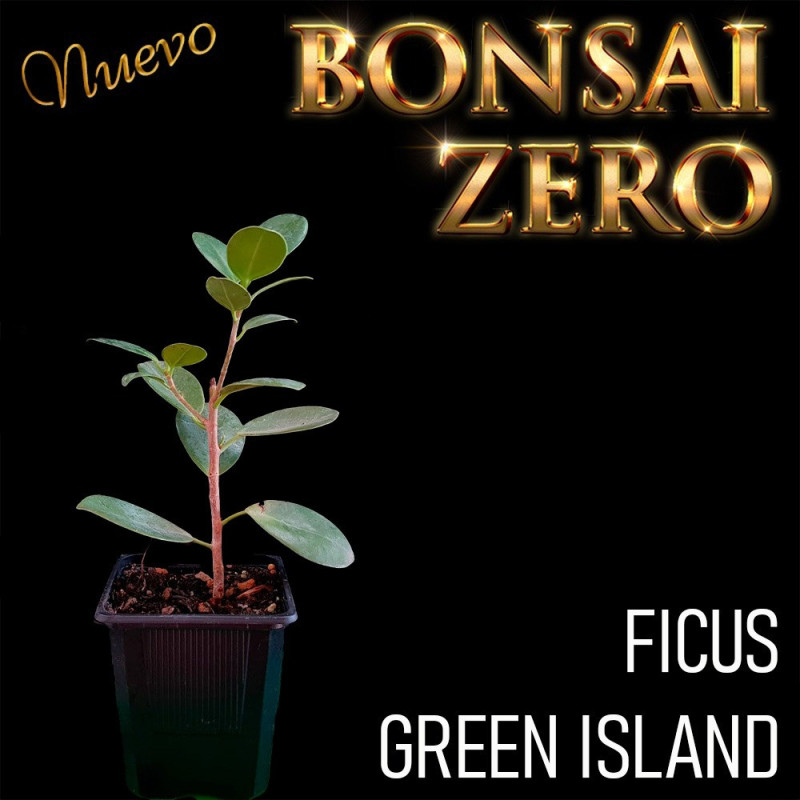 Kit Ishitsuki Bonsai Zero Ficus Green Island
