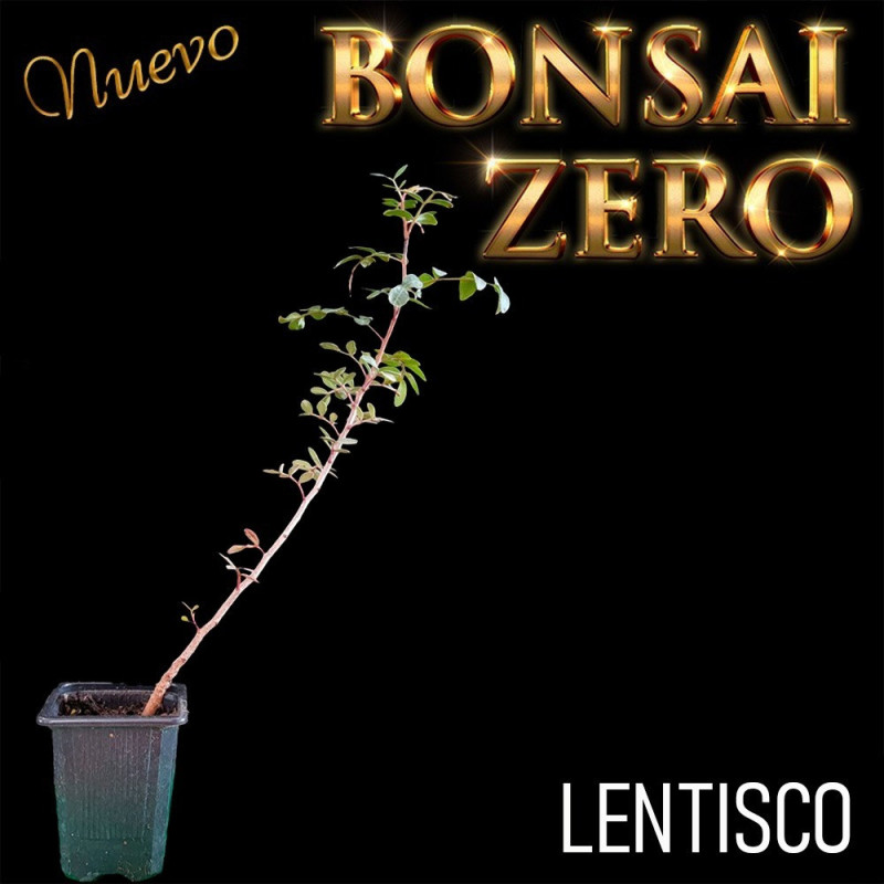 Kit Ishitsuki Bonsai Zero Lentisco