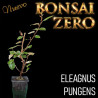 Kit Ishitsuki Bonsai Zero Eleagnus Pungens (variedad japonesa)